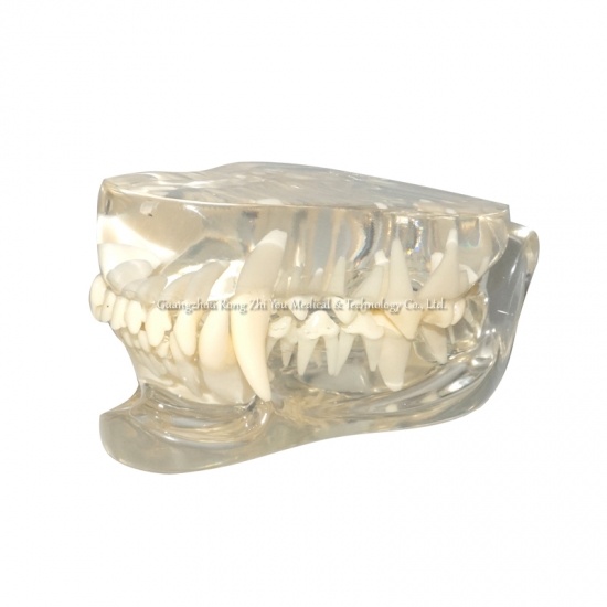 modelo de dientes de perro de cristal