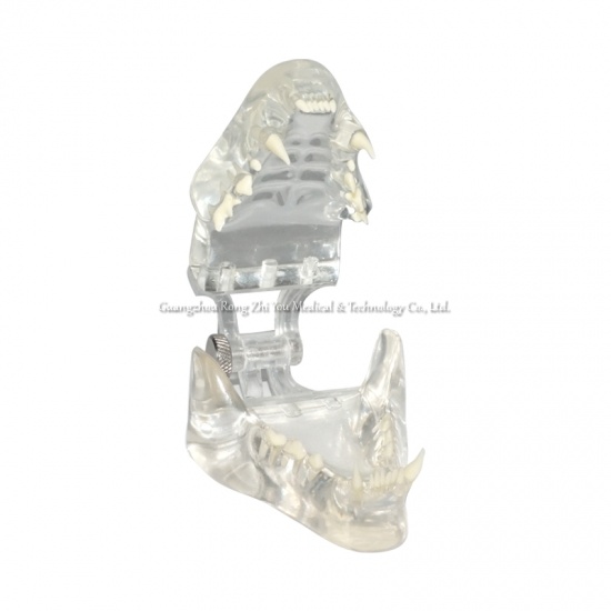 modelo de dientes de gato de cristal