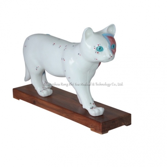 modelo de acupuntura gato