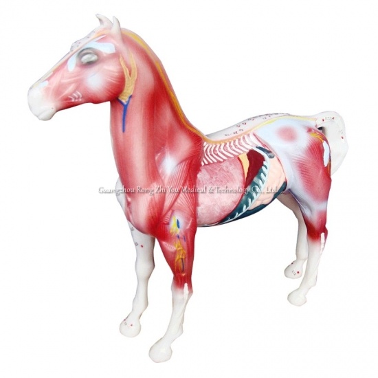 modelo de acupuntura de caballo