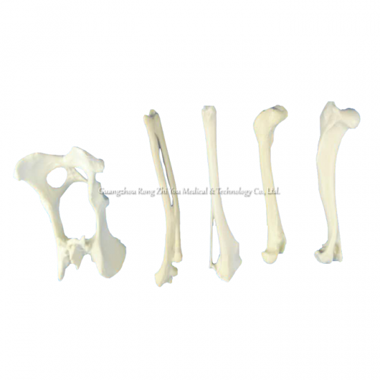 cirugia medica practico hueso
