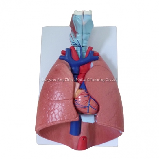 sistema respiratorio humano