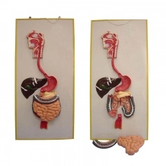 modelo de sistema digestivo humano