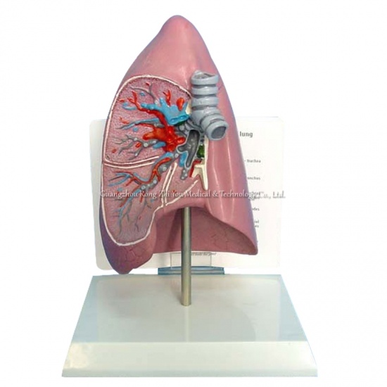 modelo de anatomía pulmonar