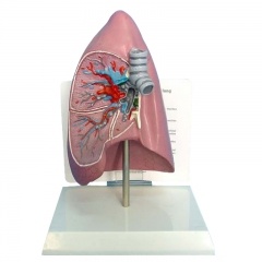 modelo de anatomía pulmonar