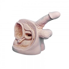 modelo de órganos genitales