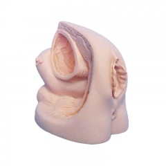 modelo de órgano genital interno y externo femenino