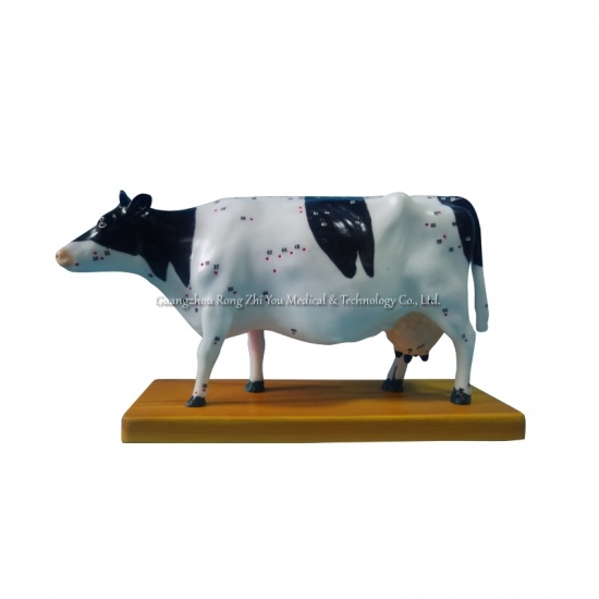 modelo de acupuntura de vaca