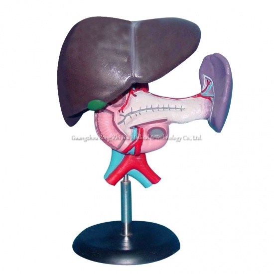 modelo de hígado humano médico