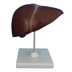 modelo de hígado humano