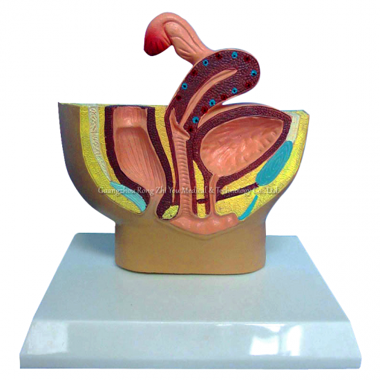 modelo de pelvis urinaria femenina