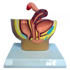 modelo de pelvis urinaria femenina