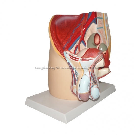 modelo de pelvis masculina