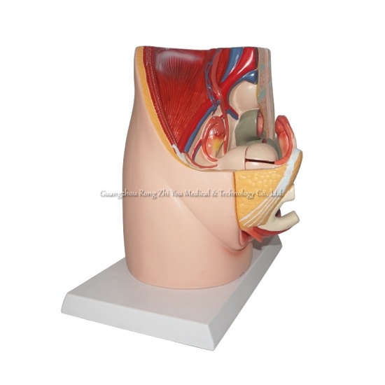 modelo de pelvis femenina