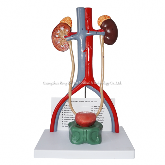 modelo de sistema urogenital