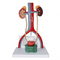 modelo de sistema urogenital