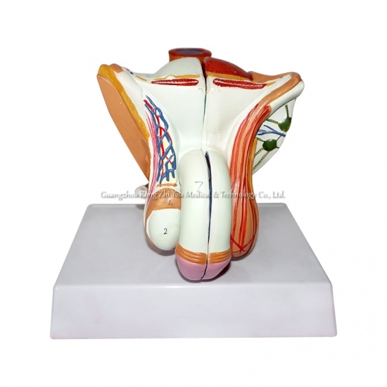 modelo genital interno y externo masculino