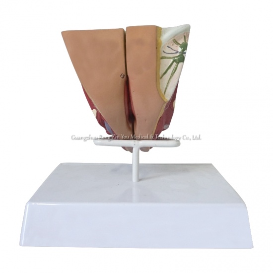 modelo de órgano genital femenino