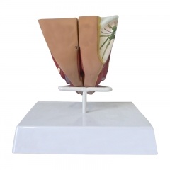 modelo de órgano genital femenino