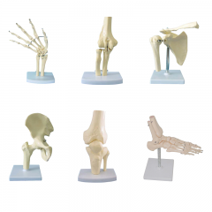 modelo de esqueleto de la articulación humana