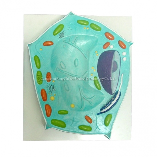 modelo de célula de planta