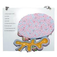 modelo de célula de páncreas humano