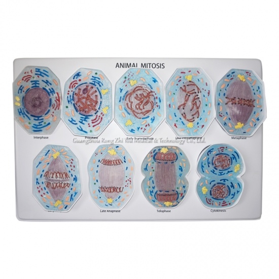 modelo de mitosis 9 piezas