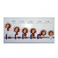 modelo de virus de SIDA
