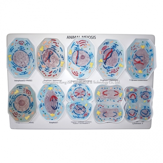 modelo de meiosis de células animales