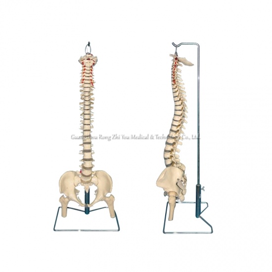 modelo de columna vertebral
