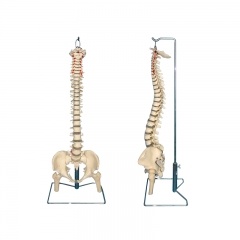 modelo de columna vertebral