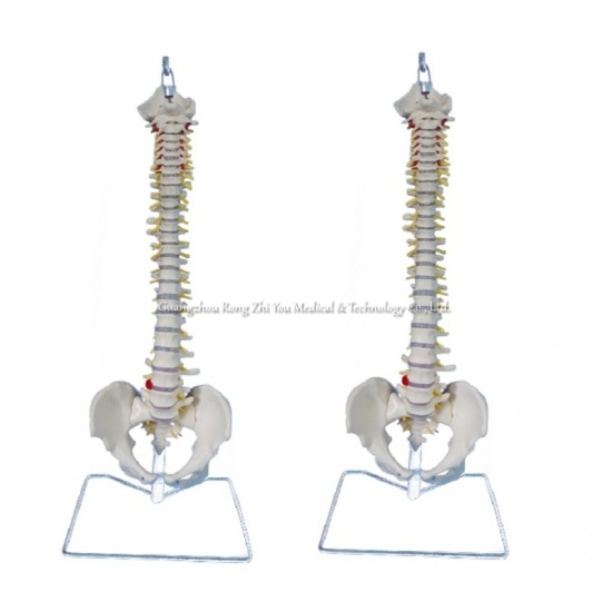 columna vertebral humana anatómica
