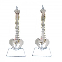 columna vertebral humana anatómica