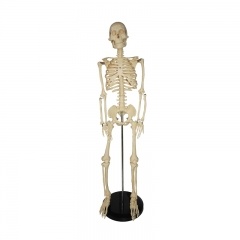 Modelo de esqueleto de 85cm