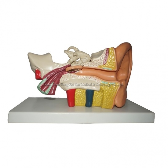 modelo de estructura de oreja