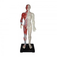 modelo de acupuntura humana