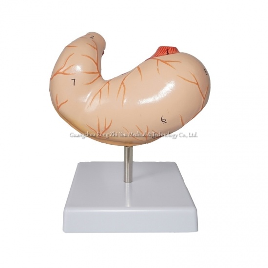 modelo de estómago humano