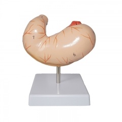 modelo de estómago humano