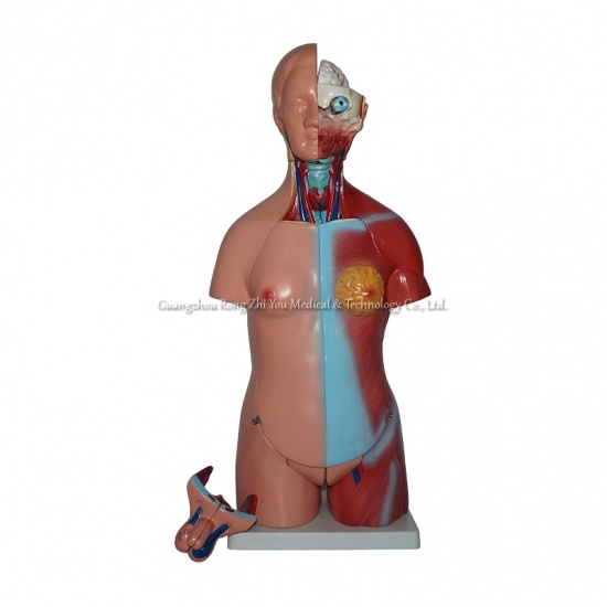 modelo de torso humano