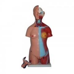 modelo de torso humano