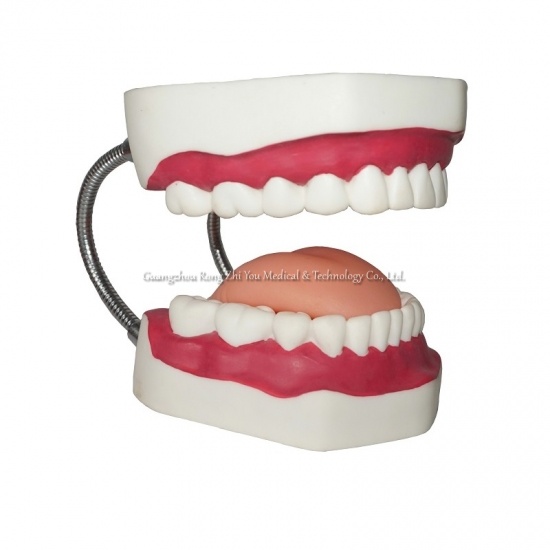 modelo de dientes humanos