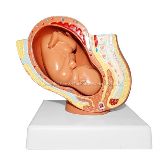 modelo de embarazo humano