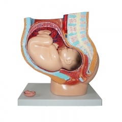 modelo de embarazo