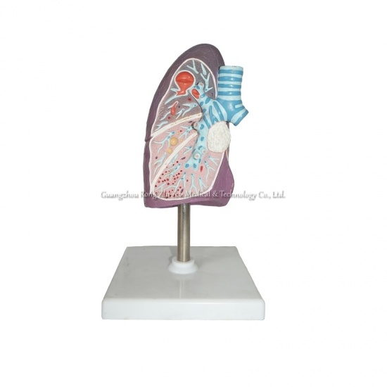 modelo de pulmón de tamaño humano