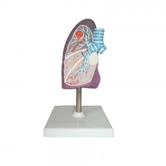 modelo de pulmón de tamaño humano