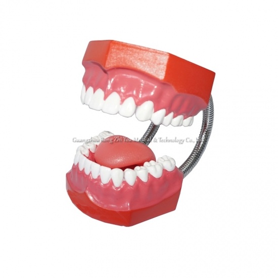 modelos dentales de dientes de plástico