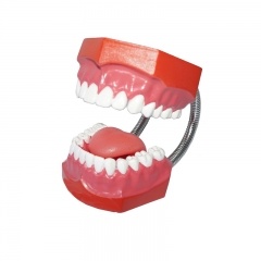 modelos dentales de dientes de plástico
