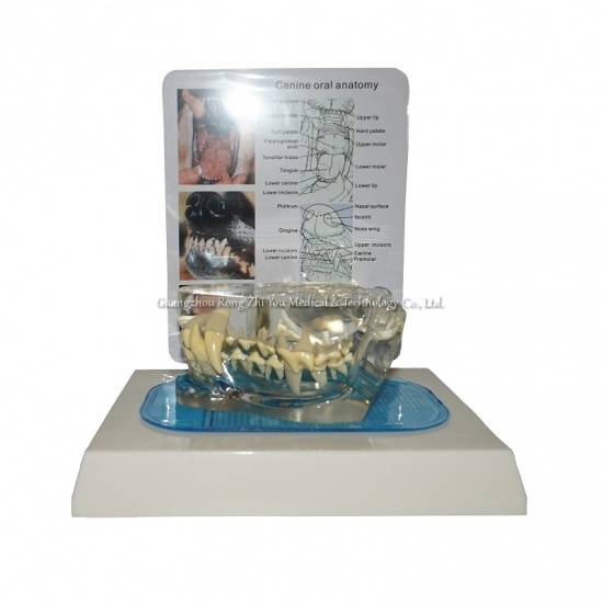 modelo de dentición de perro