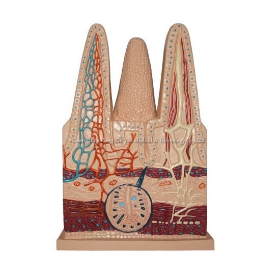 modelo de vellosidades intestinales