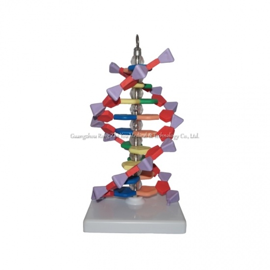 modelo de estructura de ADN